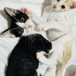 o｡◈｡o+ﾟほごねこ譲渡会ﾟ+o｡◈｡o サムネイル2