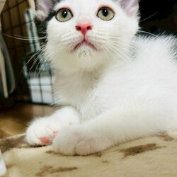 o｡◈｡o+ﾟほごねこ譲渡会ﾟ+o｡◈｡o サムネイル3