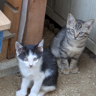 子猫　2カ月〜1歳兄妹ほか　(全頭避妊去勢後済み)