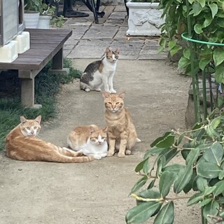 姉妹兄弟ねこ、1才2ヶ月。とっても穏やか。