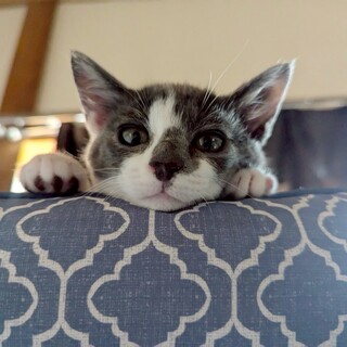 可愛い模様の女の子♡つっちーちゃん