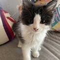 もふもふ4兄妹♥穏やか♡ペキンくん