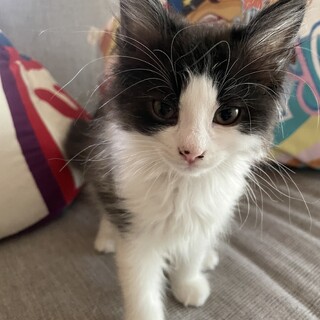 もふもふ4兄妹♥穏やか♡ペキンくん