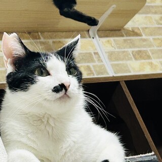 ぽっちゃり系甘えん坊ぼんぼん!