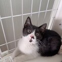 お鼻ピンク❣️綺麗なハチワレ❣️