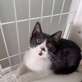 お鼻ピンク❣️綺麗なハチワレ❣️