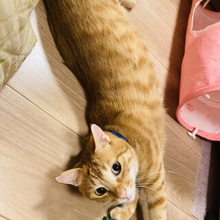 とっても優しいナイーブな茶トラ男子♡