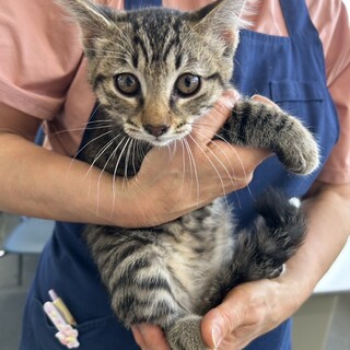 元気なキジトラちゃん