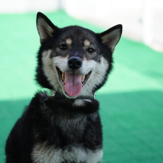 フレンドリーな柴犬の男の子３歳！