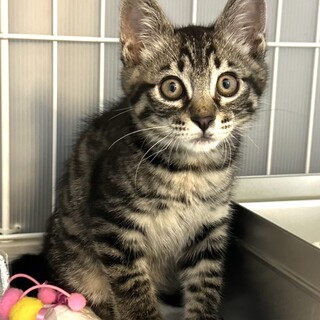 里親決定。うに君2ヶ月半