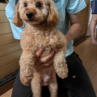 トイプードル　２歳　男の子