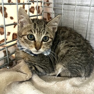 民家で保護された兄妹