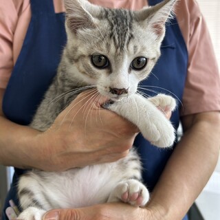 好奇心旺盛のサバ白くん