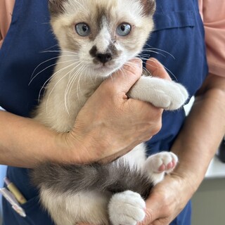 マイペースなシャムMIX女の子