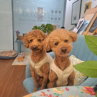 (現在トライアル調整中)トイプードル2匹一緒に