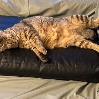 巨猫女子(笑)優しいのんびりさん♪麦わらキジアリー