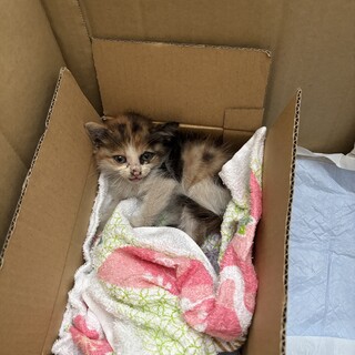 子猫里親募集中