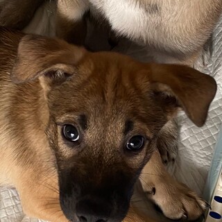 元気一杯愛らしい甘えん坊の子犬2ヵ月ラッキー君