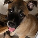 元気一杯愛らしい甘えん坊の子犬2ヵ月バロン君