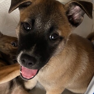 元気一杯愛らしい甘えん坊の子犬2ヵ月バロン君