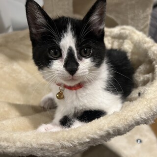 かわいすぎる❣カペラちゃん