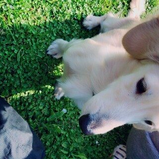 人懐っこいミニチュアダックスフンド