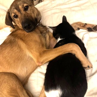 猫とベタベタ仲良し！無駄吠えなしお散歩上手な男の子