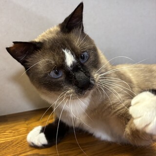 【黒シャムMIX】ソックスがかわいい(=^ェ^=)