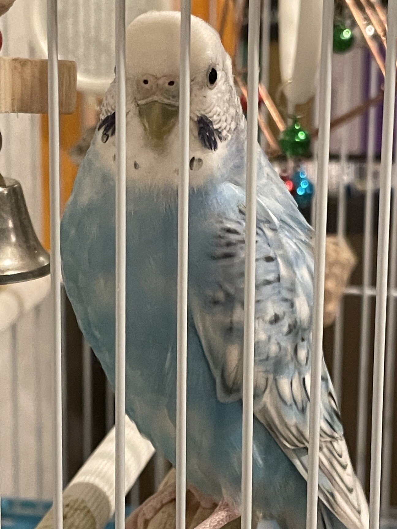 黄色と水色の仲良しインコ」神奈川県 - 鳥の里親募集(519080
