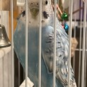 黄色と水色の仲良しインコ