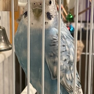 黄色と水色の仲良しインコ