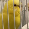 黄色と水色の仲良しインコ サムネイル2