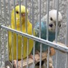 黄色と水色の仲良しインコ サムネイル3