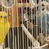 黄色と水色の仲良しインコ サムネイル4