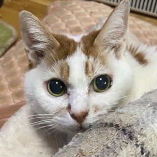 【助けてください】小柄なおばあちゃん猫