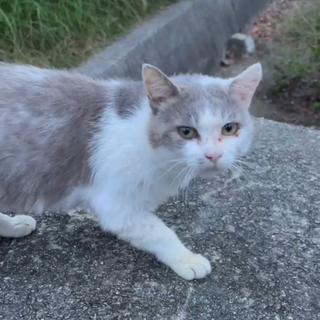 足元にすりすり猫さんリリース出来なくて