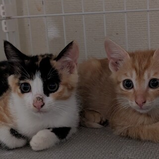 母猫と３匹の子猫