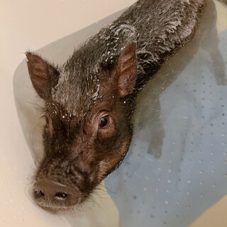 マイクロミニブタ男の子 2才