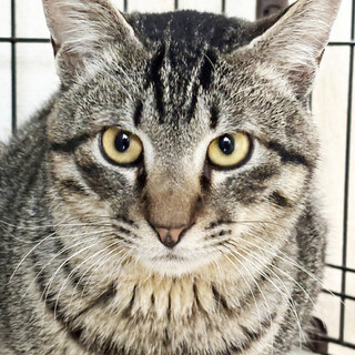 マルディーン10ヶ月♂一人ぼっちの猫