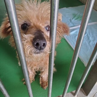 人懐こくフレンドリーな男の子【県外譲渡可】