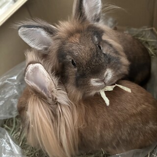 うさぎの赤ちゃん