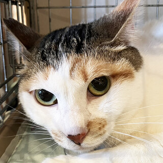 韓国料理店でご飯をもらっていたトッポギ♀