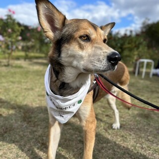 3本足の歩夢くん⭐︎優しくてイケワンです！！