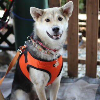 甘えん坊なスウィーティ