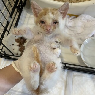 推定1.5〜2ヶ月　茶白の男の子