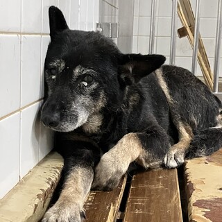 殺処分対象❗️収容期限7/4迄❗️延長なし