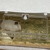 【里親様、決まりました！】 サムネイル3