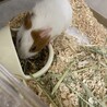 【里親様、決まりました！】 サムネイル5