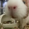 【里親様、決まりました！】 サムネイル7
