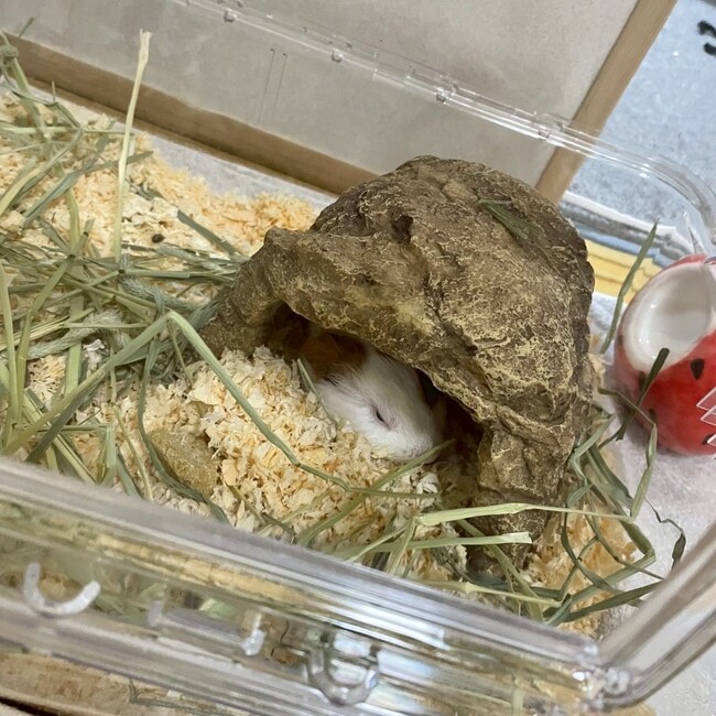チモシーハンターのカバー写真